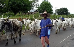 Leave Idoma land immediately – Och’Idoma orders Fulani herdsmen
