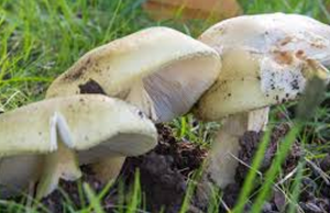 Australia issues warning over deadly wild mushrooms
