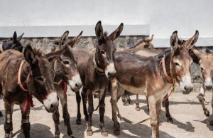 UK-Based Charity Claims Six Million Donkeys Slaughtered Yearly For Chinese Medicine