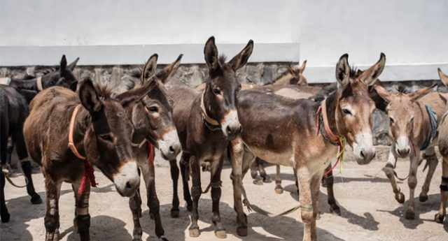 Donkeys