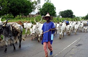 Ranching Will Address Farmer-Herder Clashes — Defence Chief