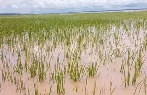 Farmers Cry For Help As Floods Destroy Rice Farms In Kebbi