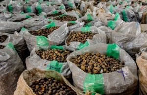 Tinubu Extends Ban On Raw Shea Nut Exports By One Year
