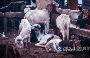 Eid-el-Kabir: Lagos Warns Against Sale Of Livestock On Major Roads