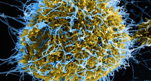 Ebola (1)