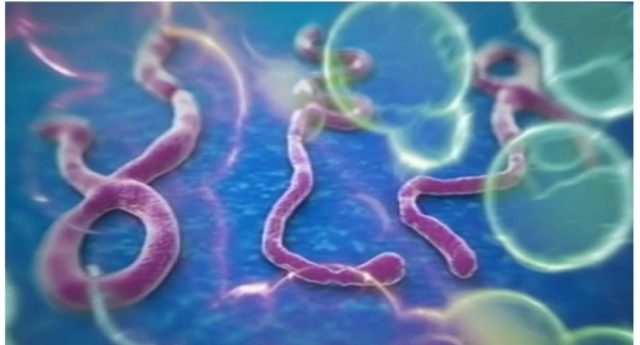 Ebola-virus-1