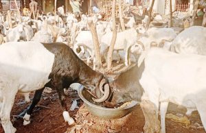 Eid-el-Kabir: Ram prices soar in FCT