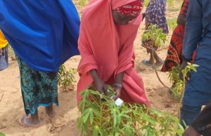 Kebbi Farmers Warned Against Deadly Cassava Mosaic Virus