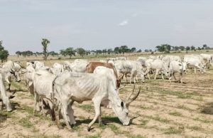 Police Foil Midnight Cattle Rustling Operation, Recover Livestock In Katsina