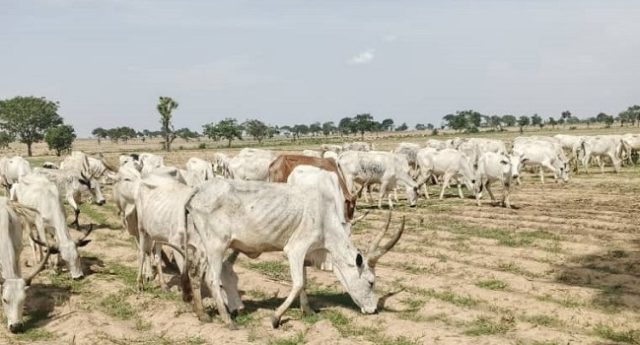 Cattle