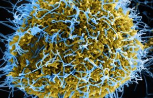 Suspected Ebola Cases Drop From 906 To 116 — WHO