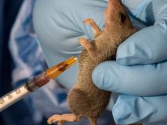 Lassa Fever Kills 214, Fatality Rate Rises To 25% — NCDC