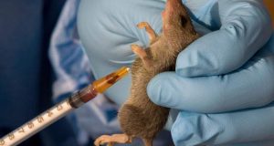 Lassa Fever Kills 214, Fatality Rate Rises To 25% — NCDC