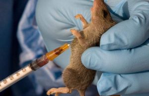 Lassa Fever Kills 214, Fatality Rate Rises To 25% — NCDC