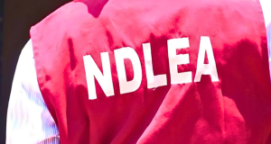 NDLEA Seizes 2,530kg Of Illicit Drugs, Arrests 382 Suspects In Taraba Untitled-design-7-3 (1)