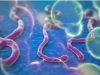Uganda Debunks Claims Of Ebola Outbreak After Nigeria Confirmed Infection Ebola-virus-1 (1)