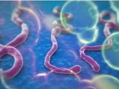 Uganda Debunks Claims Of Ebola Outbreak After Nigeria Confirmed Infection Ebola-virus-1 (1)